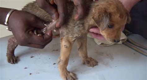 Give 0. . Mango worms in dogs